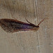 Swift Moth