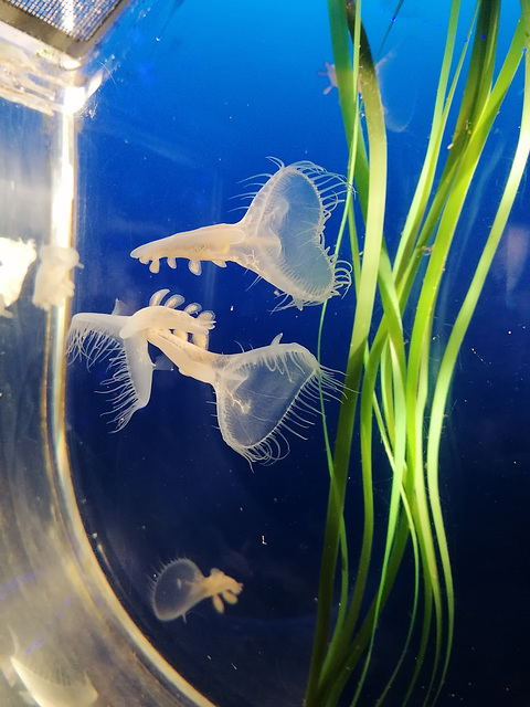 Gestern im Aquarium in Vancouver