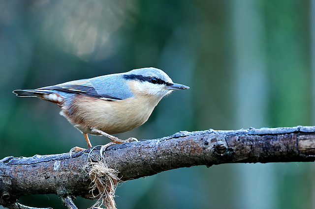 Nuthatch - Sitta europaea