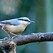 Nuthatch - Sitta europaea