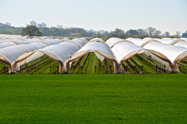 Haughton poly tunnels