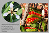 Flower & berries of Iris foetidissima - East Blatchington 2015