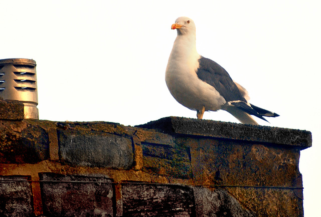 Seagull at sunrise.