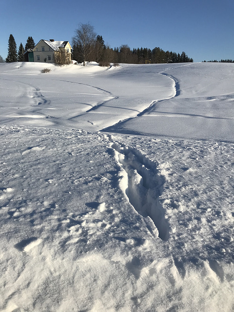 deer trail in snow