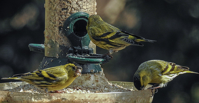 20180330 3251CPw [D~LIP] Erlenzeisig (Carduelis spinus), Bad Salzuflen