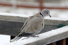 Eurasian Collared Dove