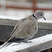 Eurasian Collared Dove