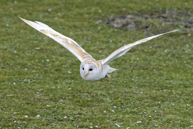 Barn Owl (b)