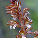 Western Spotted Coralroot