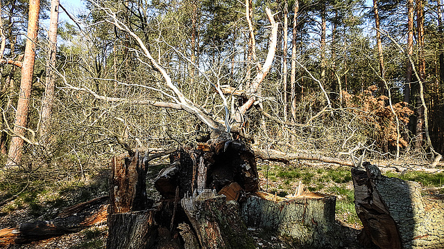 20190408 4567CPw [D~RN] Föhre (Pinus sylvestris), Wolzensee, Rathenow