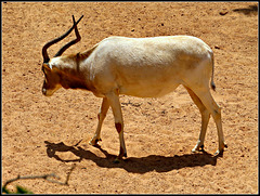 Biopark Valencia, 111