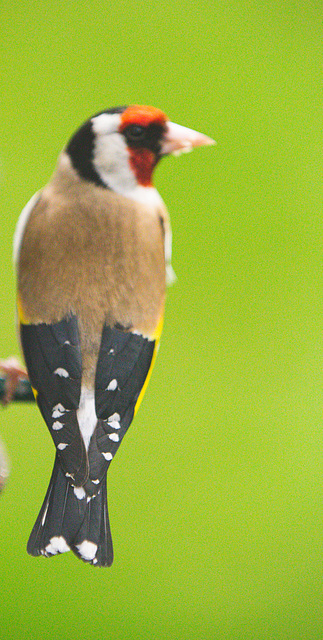 Goldfinch