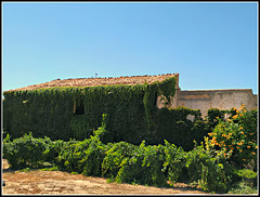 Fachada vegetal en Santacara (Navarra)