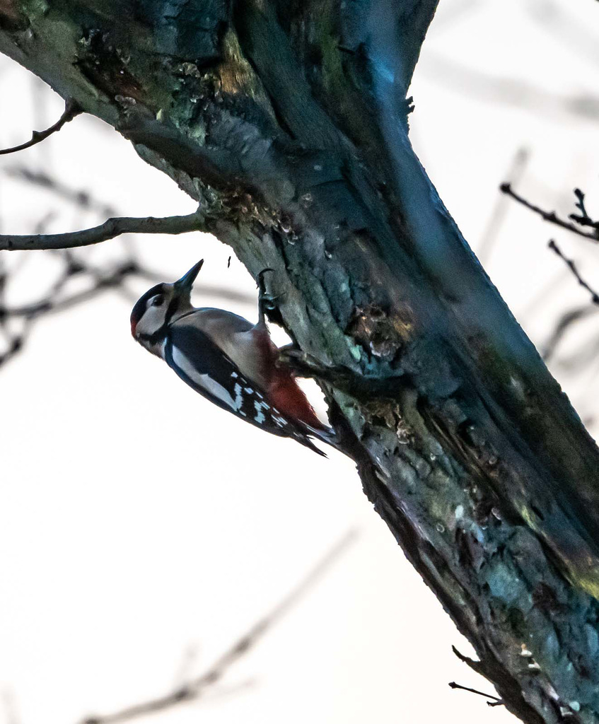 Great spotted woodpecker