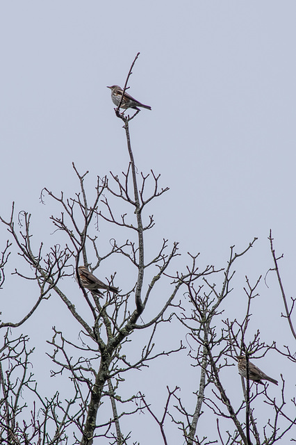 3 Redwing