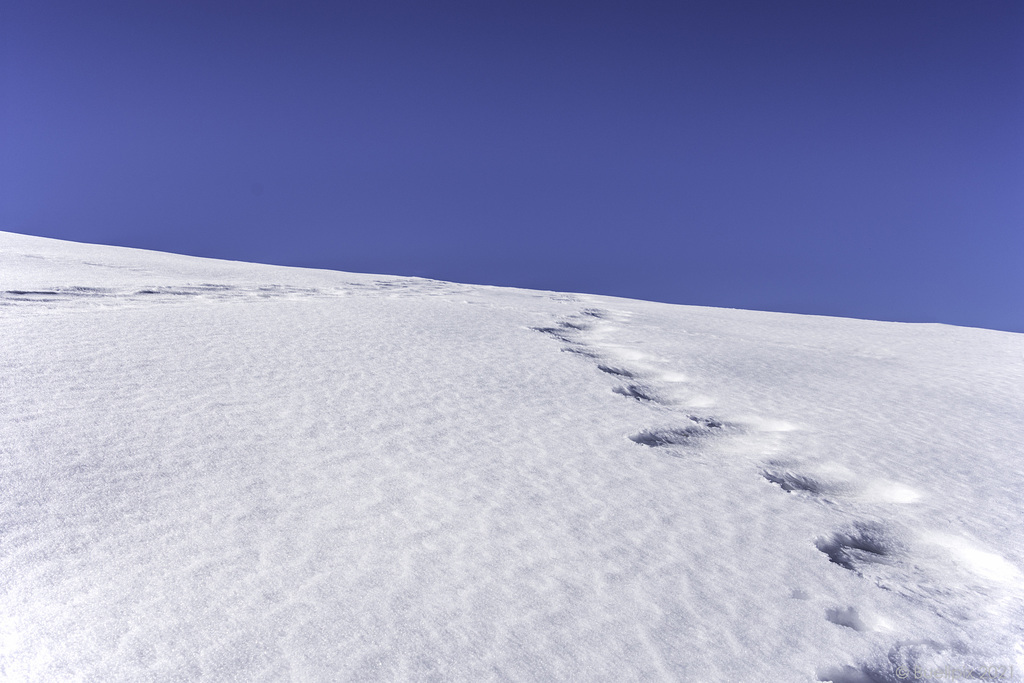 unterwegs zwischen der 'Kleinen Scheidegg' und 'Grindelwald'  (© Buelipix)