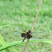 Dragonfly - Mosquito Hawk ..