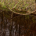 branch in the water reflection