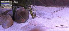 Hastings Aquarium 19 12 2022 Rays