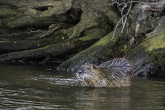 ein Nutria in der Moldau bei  Prag ... P.i.P. (© Buelipix)