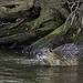 ein Nutria in der Moldau bei  Prag ... P.i.P. (© Buelipix)