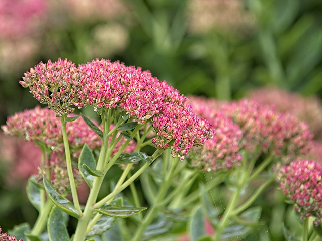 Sedum (aka Stonecrop)