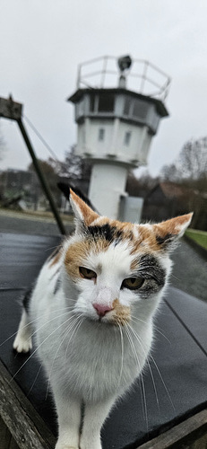 Meeow