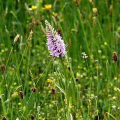 Common Spotted Orchid