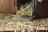 20160303 0256VRAw [D~BI] Hausmaus (Mus musculus), Tierpark Olderdissen, Bielefeld