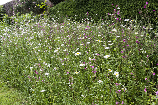 Beningbrough Hall - wild flower verge 2