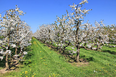 Kirschblüte in Oberschwaben