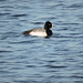 Lesser Scaup