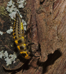 Ladybird Larva IMG_6753