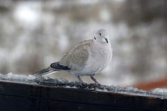 Eurasian Collared Dove