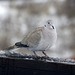 Eurasian Collared Dove