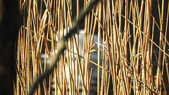 20190408 4568CPw [D~RN] Schilf (Phragmites australis), Höckerschwan, Wolzensee, Rathenow