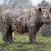 Rhino (2)