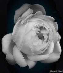 Weisse Rose