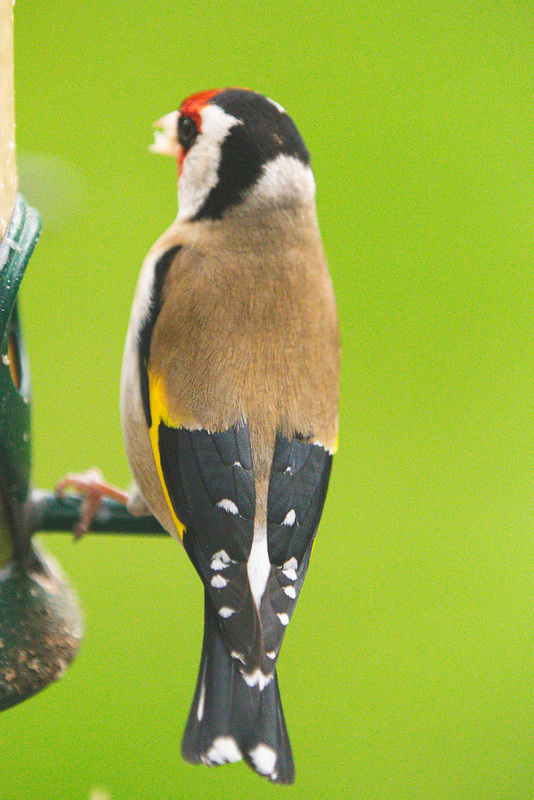 Goldfinch