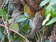 Sparrows on bird feeder