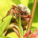 20220507 830CPw [D~LIP] Maikäfer (Melolontha melolontha), Bad Salzuflen