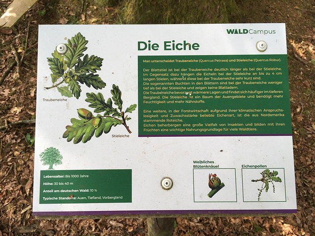 Die Eiche