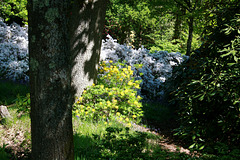 Rhododendron Glade