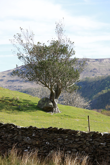 Boulder & Tree