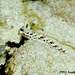 48 A Sand Blenny