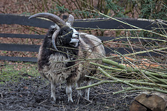 20160303 0258VRAw [D~BI] Jakobschaf (Ovis orientalis f. aries, Jakob Sheep, Mouton de Jakob), Tierpark Olderdissen, Bielefeld