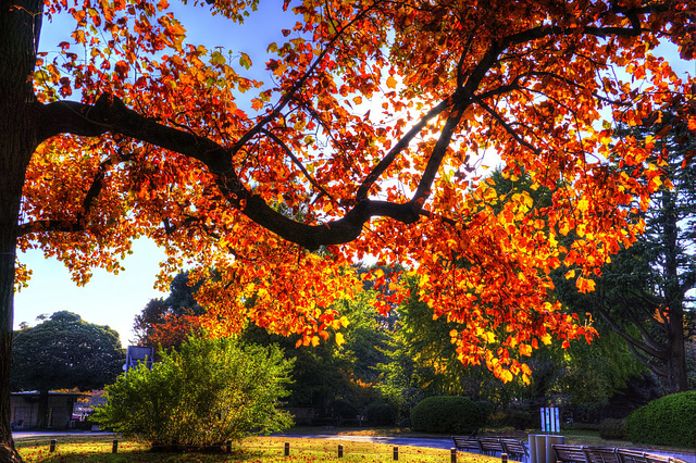 Liriodendron tulipifera