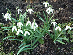 Es frühlingt bald. Es frühlingt bald.