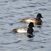 Lesser Scaup