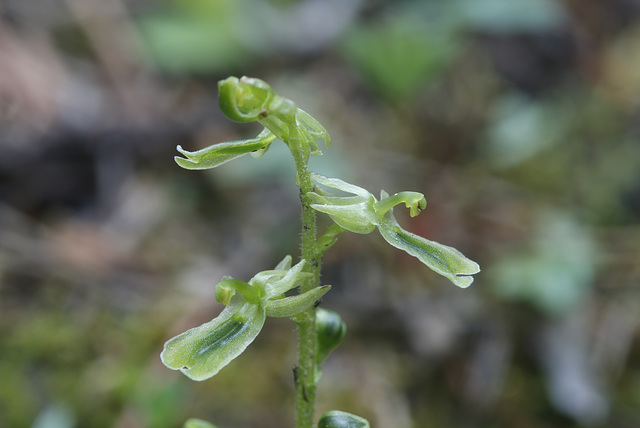 Northern Twayblade